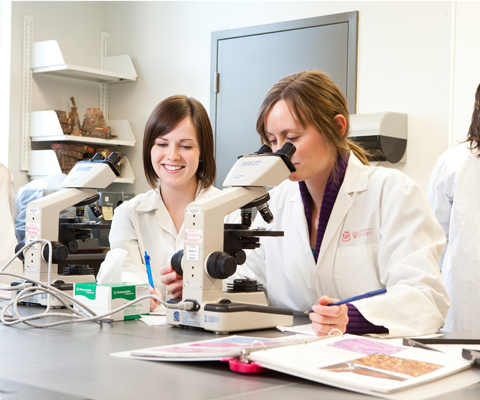 Students studying in laboratory at microscope