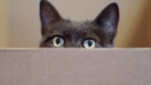 Physicists Put Schrödinger's Cat in Two Death-Boxes at Once