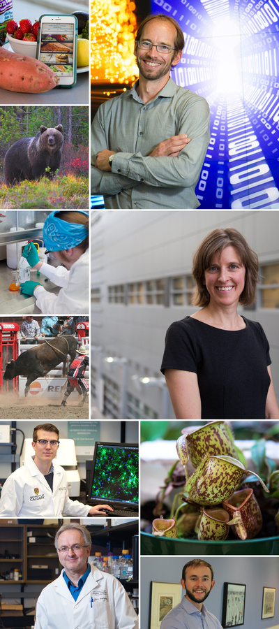 Clockwise, from top left: Justine Dowd's MyHealthyGut app helps people living with celiac disease and gluten intolerance; a team led by Wolfgang Tittel demonstrates teleportation of a photon over six kilometres; Lindsay McLaren studies the effects of fluoridated drinking water on children's teeth; the digestive properties of an enzyme from the carnivorous pitcher plant are examined in David Schriemer's lab; Christopher Newell explores the connection between a low-carb, high-fat diet and autism; Pere Santama