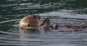 otter with rock