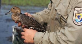 U.S. fish and wildlife service biologist banding a northern pintail duck