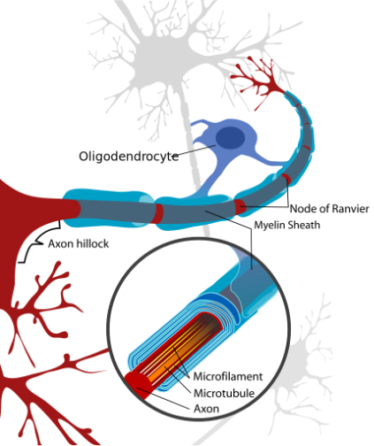 axon